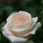 R Sally Kane kale wortel