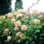 R Gloire de Dyon kale wortel