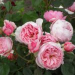 R Geoff Hamilton stamroos 110 cm in pot