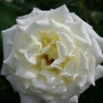 R Memoire stamroos 110cm kale wortel