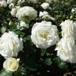 R Memoire stamroos 110cm kale wortel