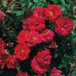 Heidefeuer stamroos 100 cm pot