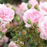 R Home and Garden kale wortel