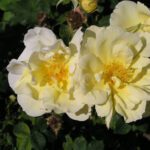 R Gelbe Dagmar Hastrup kale wortel