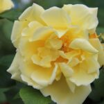 R Gelbe Dagmar Hastrup kale wortel