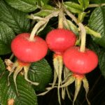 R Gelbe Dagmar Hastrup kale wortel