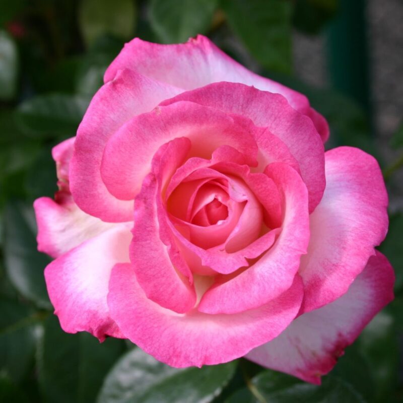 Rosa Harlekin 4 liter pot