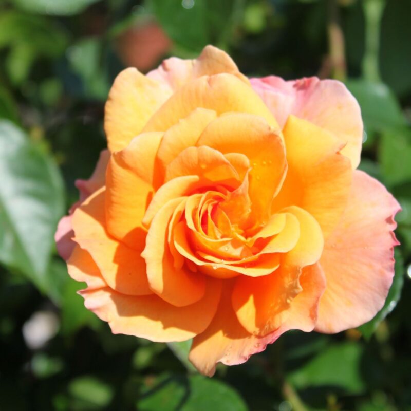 R Tequila kale wortel