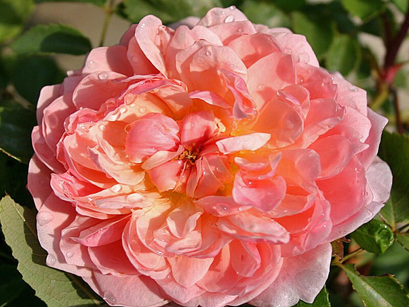 R Anne Boleyn kale wortel