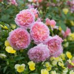 R Anne Boleyn kale wortel