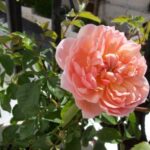 R Anne Boleyn kale wortel