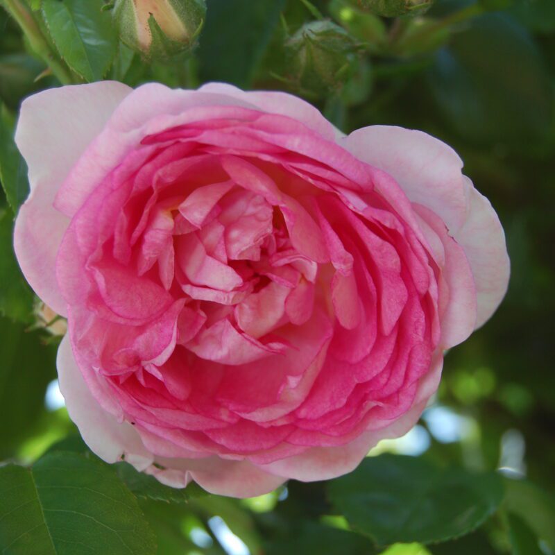 R Jasmina kale wortel