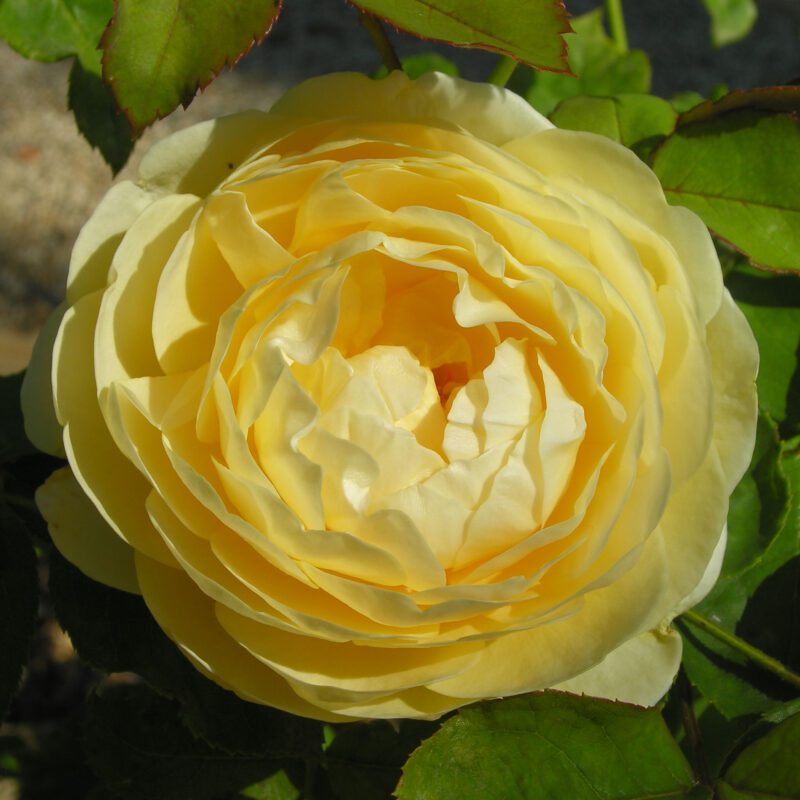 R Charlotte kale wortel