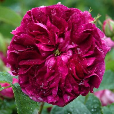 Rosa Charles de Mills kale wortel