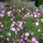 R Magic Carpet kale wortel