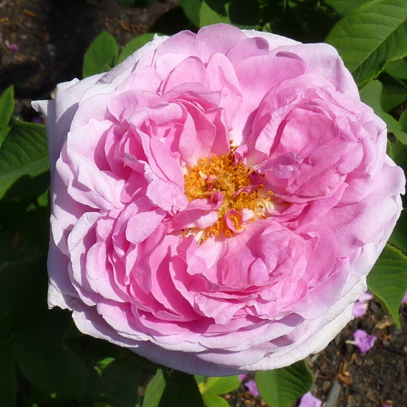 R Comte de Chambord kale wortel