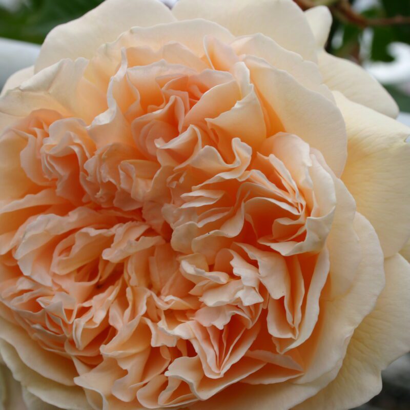 R Crown Princess Margaretha kale wortel