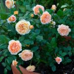 R Crown Princess Margaretha kale wortel