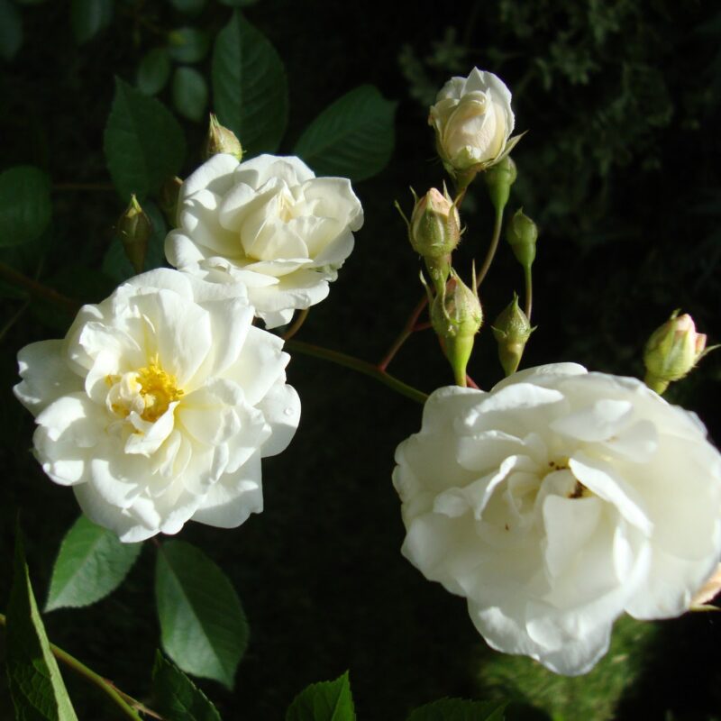 R katharina Zeimet kale wortel