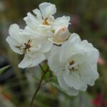 R katharina Zeimet kale wortel