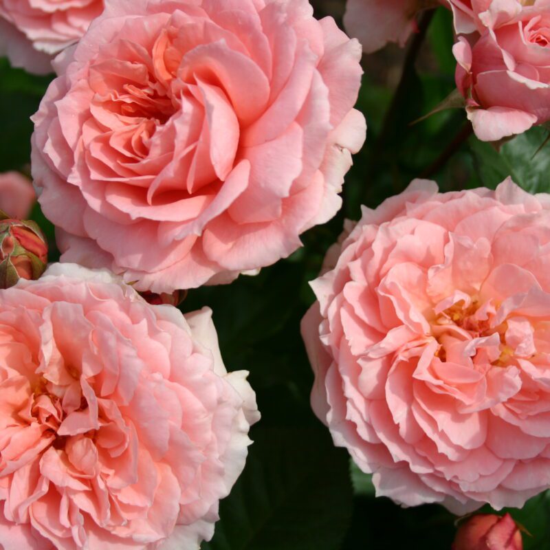 Rosa L'Aimant in 4 liter pot