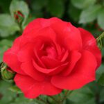 Rosa La Sevillana in 4 Liter pot