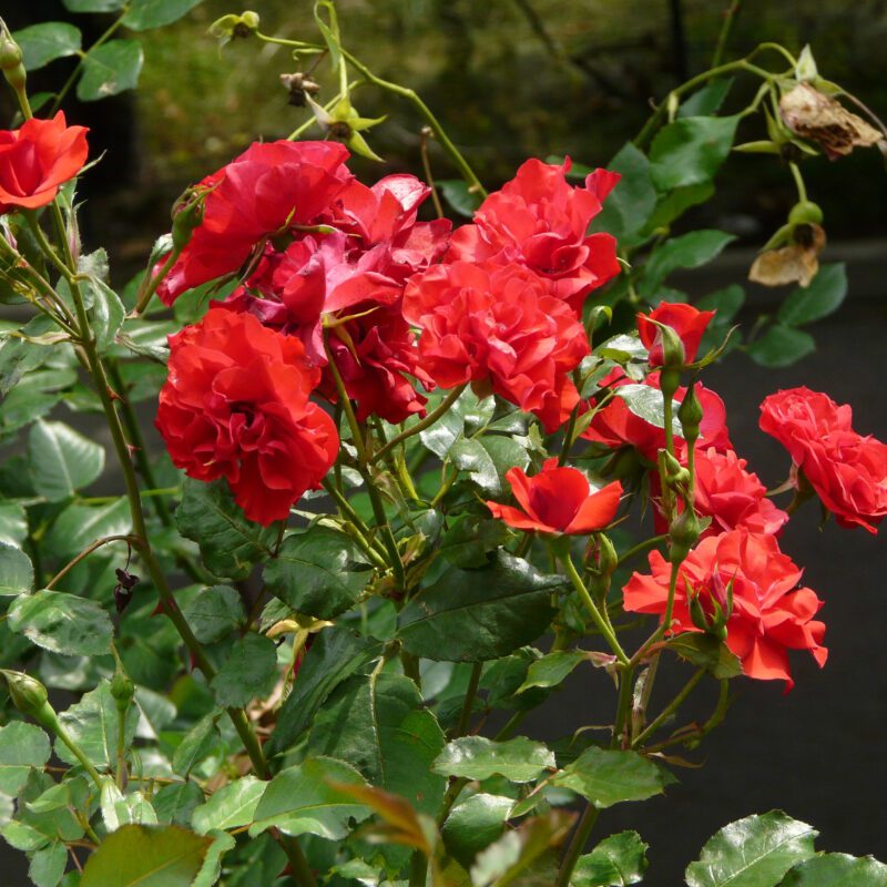 Rosa La Sevillana in 4 Liter pot