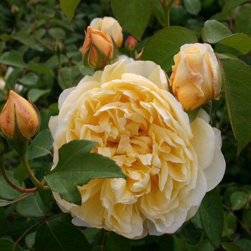 R The Pilgrim kale wortel