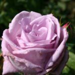 Klimroos 'Rosa Indigoletta' kale wortel