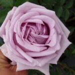 Klimroos 'Rosa Indigoletta' kale wortel