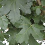 10x Acer campestre 80 120 cm (per 10)