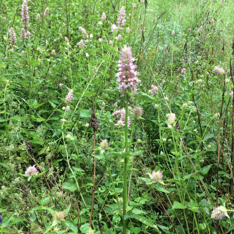 10x Agastache Urticifolia 'Album' (per 10)