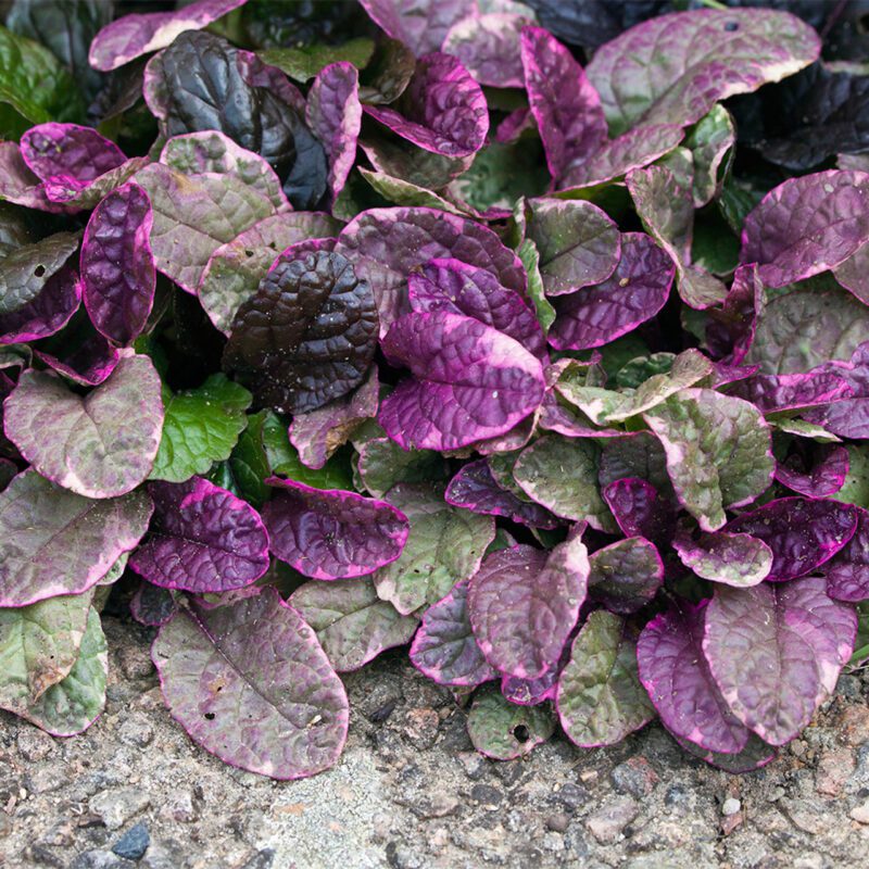 10x Ajuga Reptans 'Burgundy Glow' (per 10)