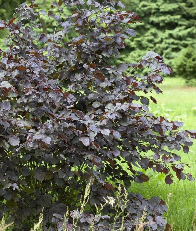 Corylus Maxima 'Purpurea'