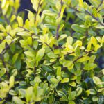 Ilex crenata Golden Gem japanse hulst