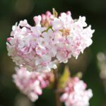 Viburnum bodnantense Dawn sneeuwbal