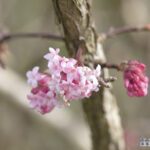 Viburnum bodnantense Dawn sneeuwbal