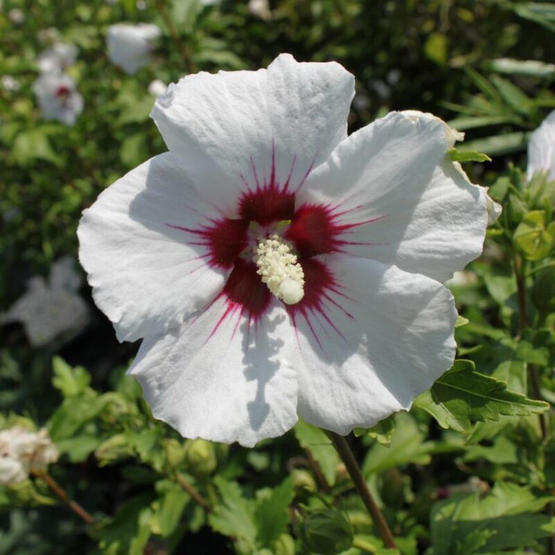 Hibiscus Syriacus 'Manuela'