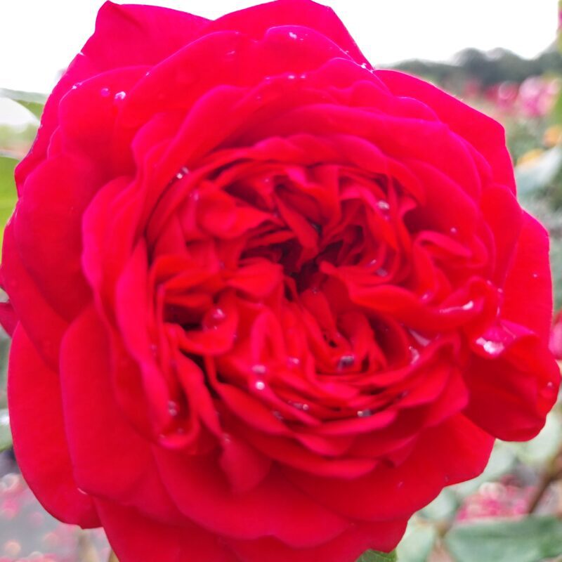 Matchis stamroos 80-90 cm