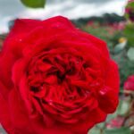 Matchis stamroos 80-90 cm