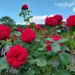 Matchis stamroos 80-90 cm