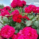 Matchis stamroos 80-90 cm