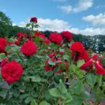 Matchis stamroos 80-90 cm