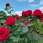 Matchis stamroos 80-90 cm