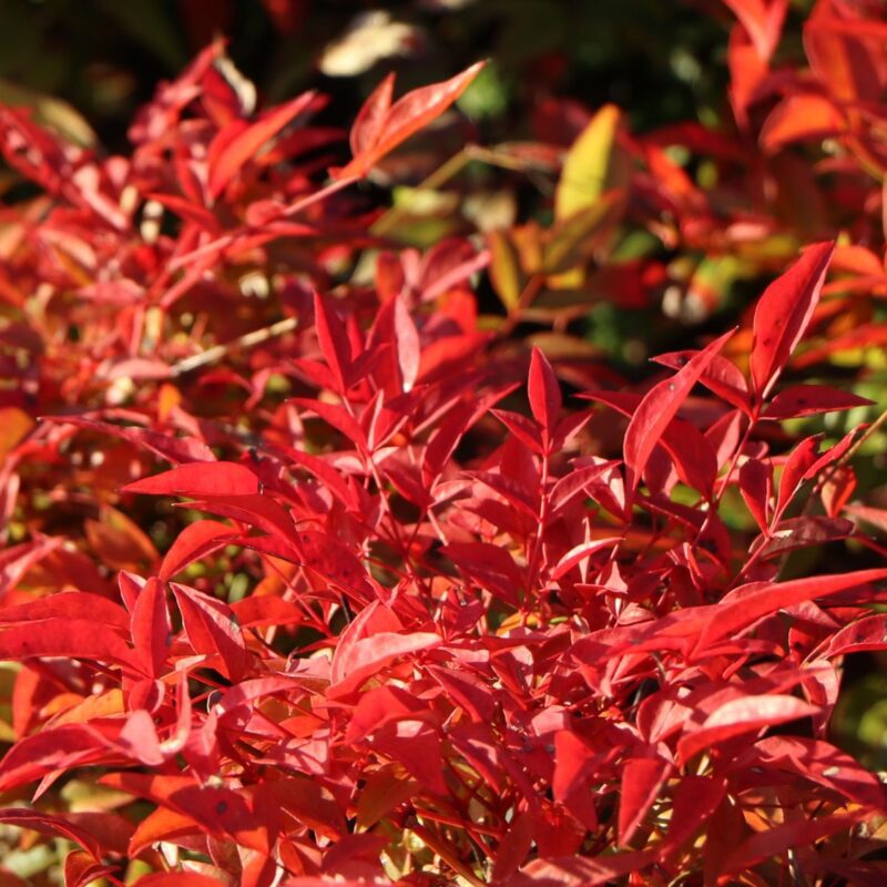 Nandina Domestica 'Gulf Stream'
