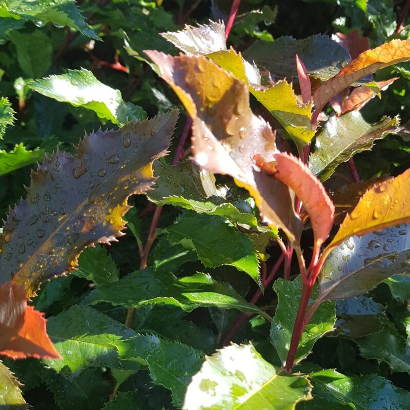 Photinia Magical Volcano