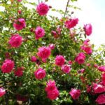 Rosa Laguna 4 liter pot