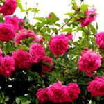 Rosa Laguna 4 liter pot