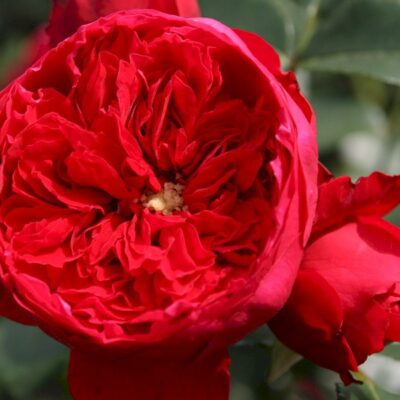 Klimroos 'Rosa Florentina' 4 liter pot