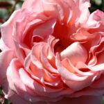 Rosa Boule dApricot 4 L pot